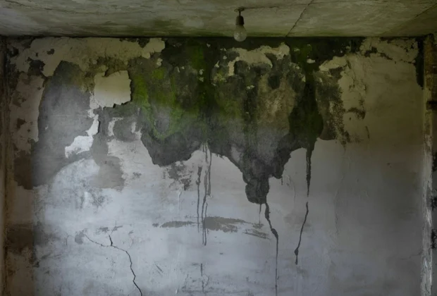 Zawilgocona ściana piwnicy z widocznymi zaciekami wilgoci, łuszczącą się farbą i ogniskami pleśni. Pomieszczenie ma ciemny, wilgotny klimat, który dobrze obrazuje problem nieszczelnej izolacji i złej wentylacji.